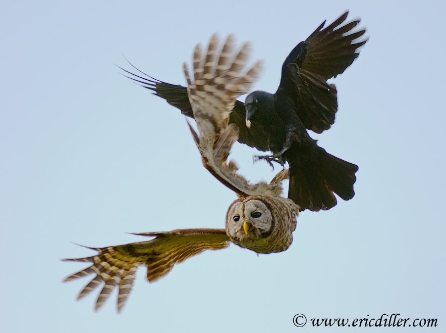 Barred Owl vs Crow The Photography Forum